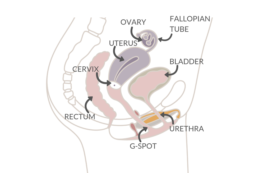 vagina parts - womens health