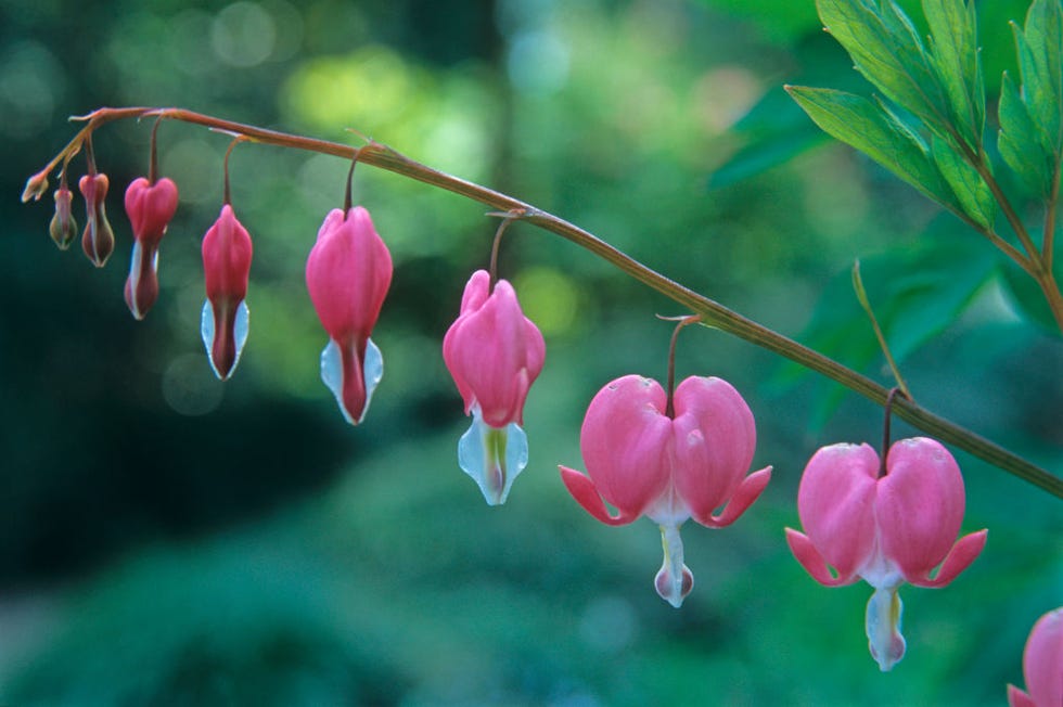 bleeding heart, papaveraceae, veneto