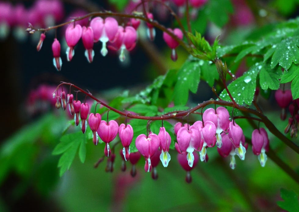 best shade perennials bleeding heart