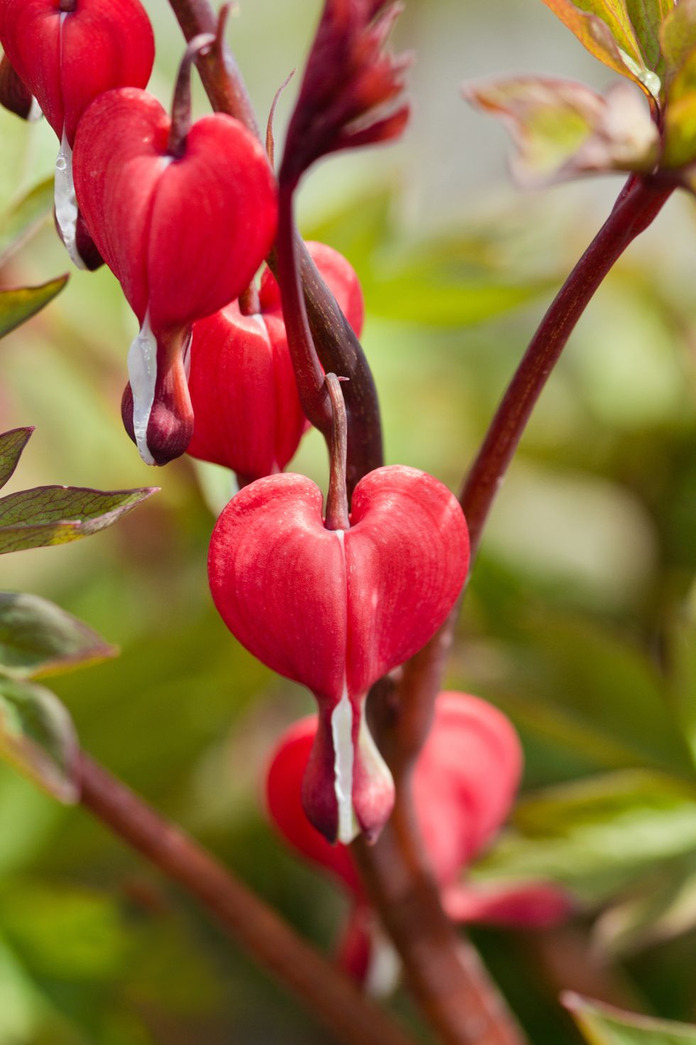 bleeding heart lamprocapnos red flowers