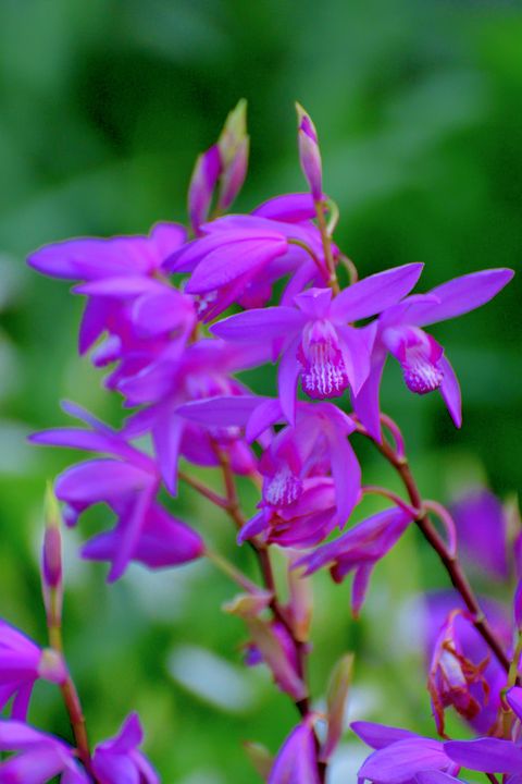bletilla striata hyacinth orchid chinese ground orchid