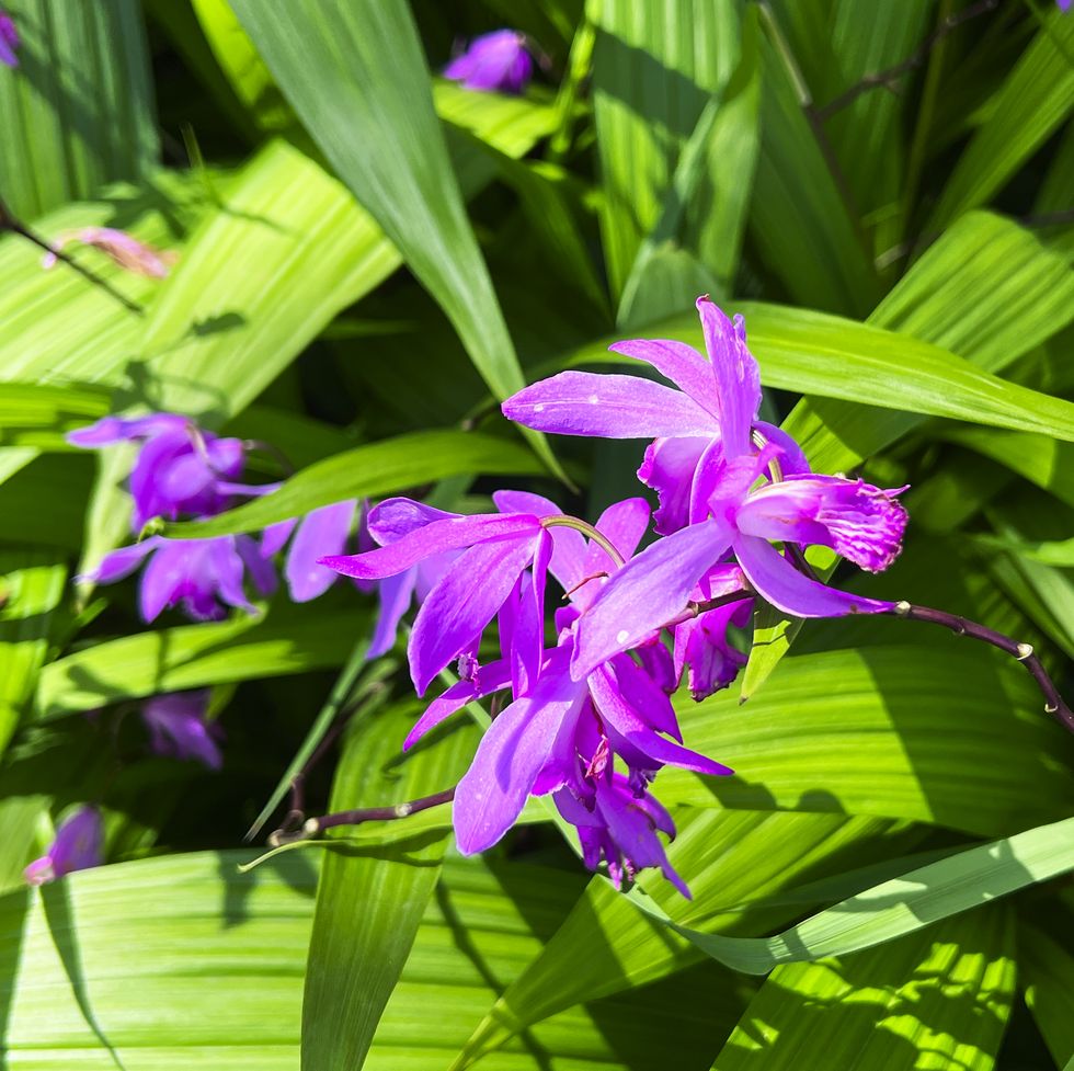 bletilla striata in bloom