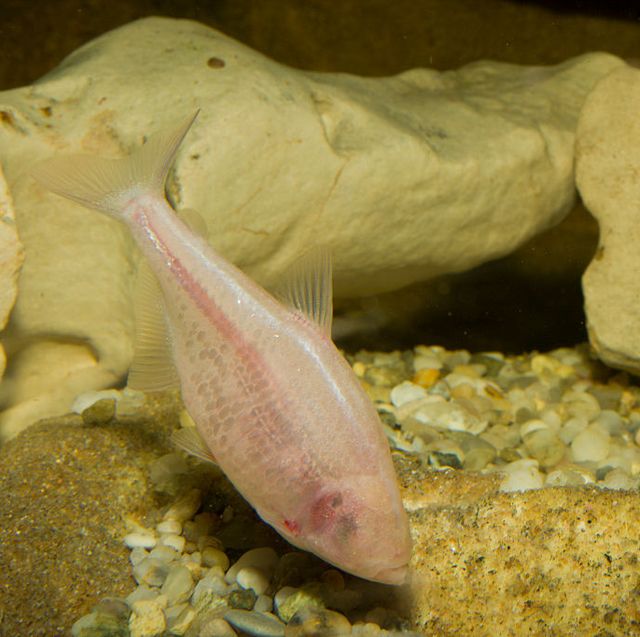 blind cavefish , anoptichthys jordani, astyanax fasciatus mexicanus, mexico, underwater cave