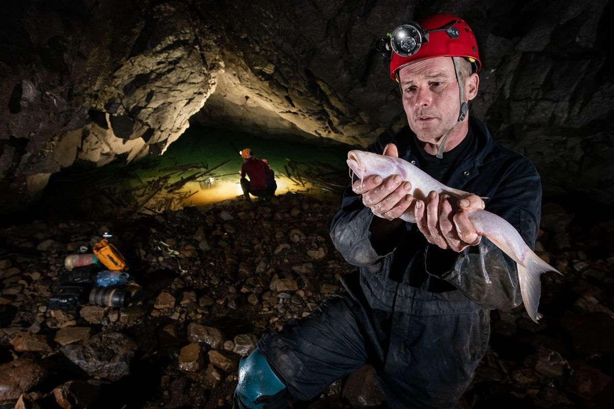 Bioloog Daniel Harries houdt een van de grotvissen vast die onlangs in de grot van Um Ladaw in het noordoosten van India zijn ontdekt Het dier is de grootste vis ter wereld die in grotten leeft