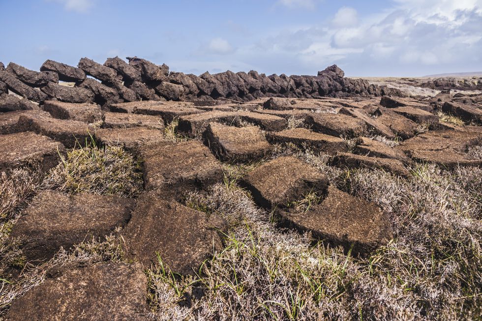 blocks of peat drying after cutting