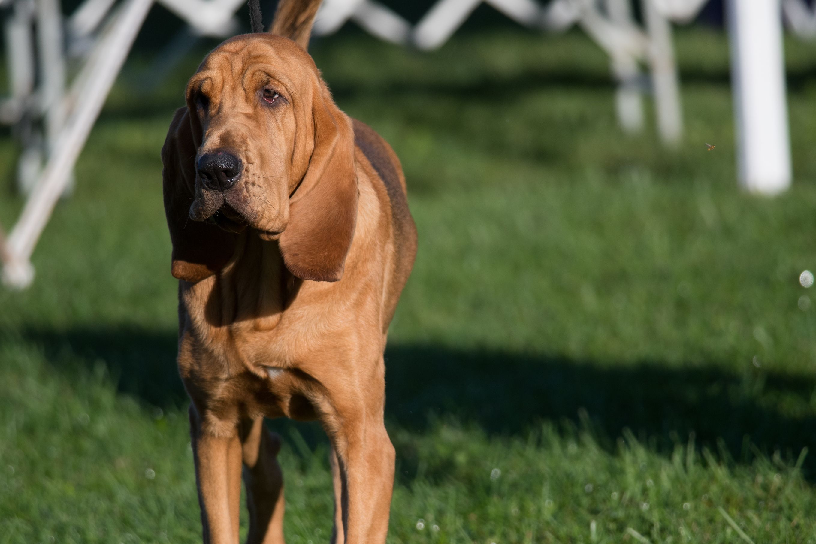 Breed of dog hot sale with long ears