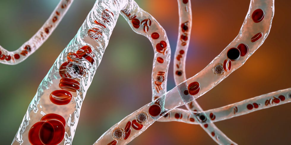What Is Homeostasis? blood vessels, illustration