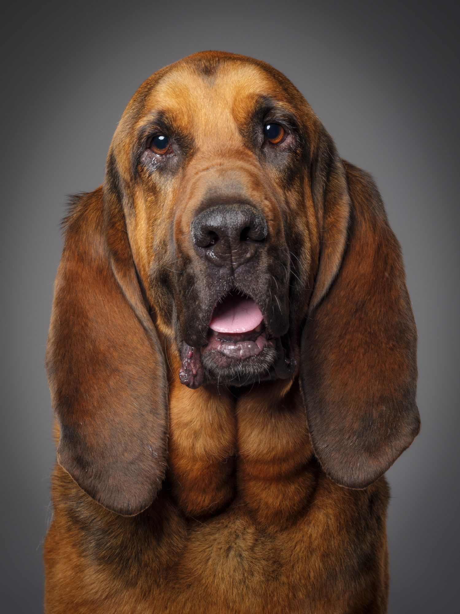 15 Classic Hound Dog Breeds (With Pictures) – Dogster