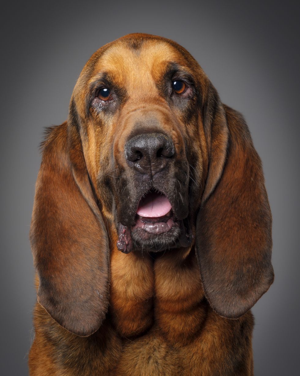hound dog breeds bloodhound