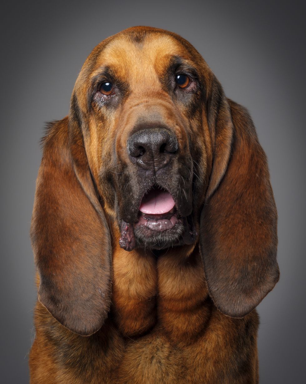 hound dog breeds bloodhound