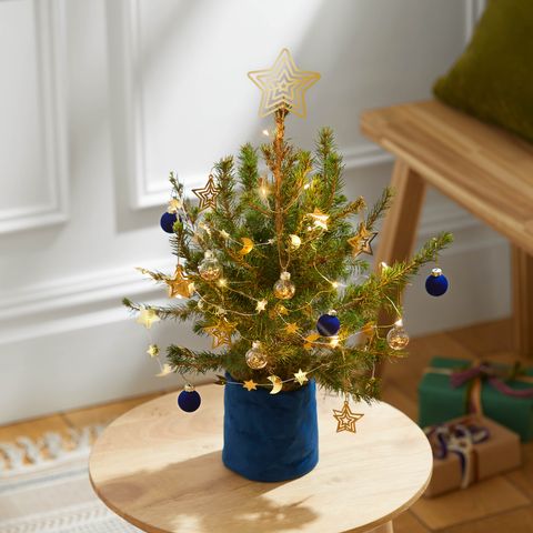 Bloom and Wild Christmas Trees - Tiny Christmas Trees For 2022