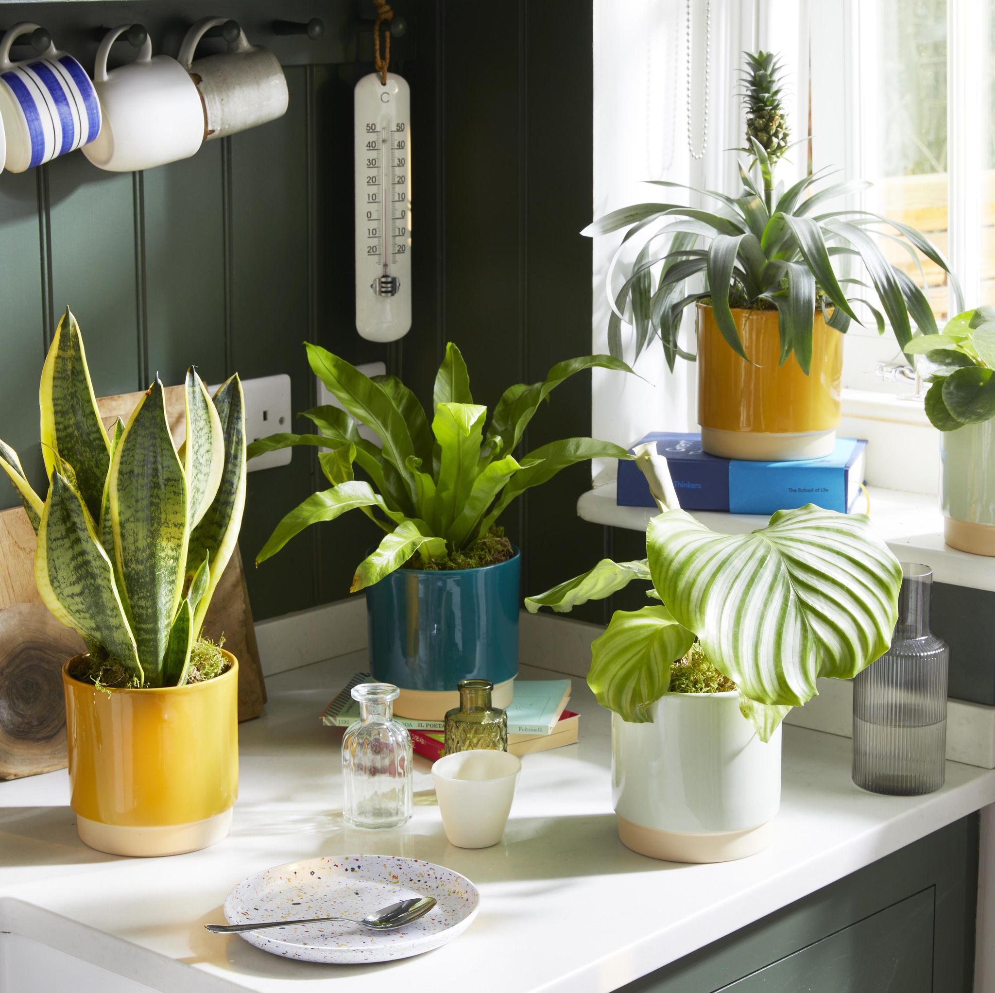 Indoor Plant Pots - How to Pick a Pot for Your Plant and Your Home - My  Tasteful Space