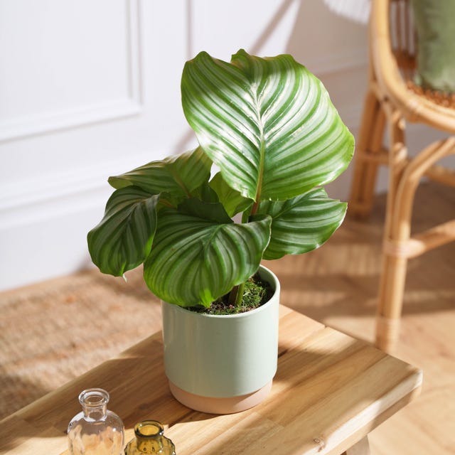 Bloom & Wild Launches New Houseplant Range, Starting From £26