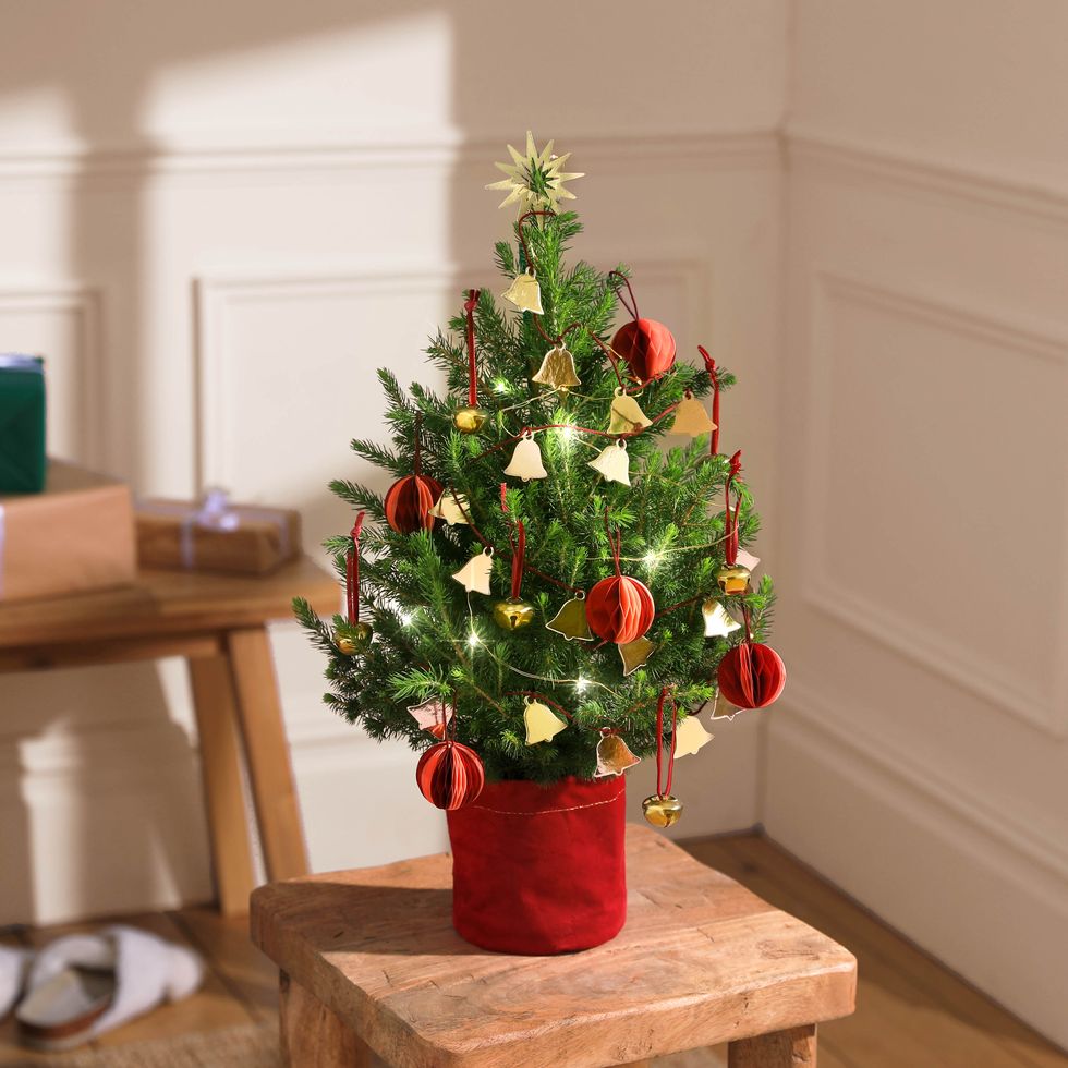Bloom and Wild Christmas Trees - Tiny Christmas Trees For 2023