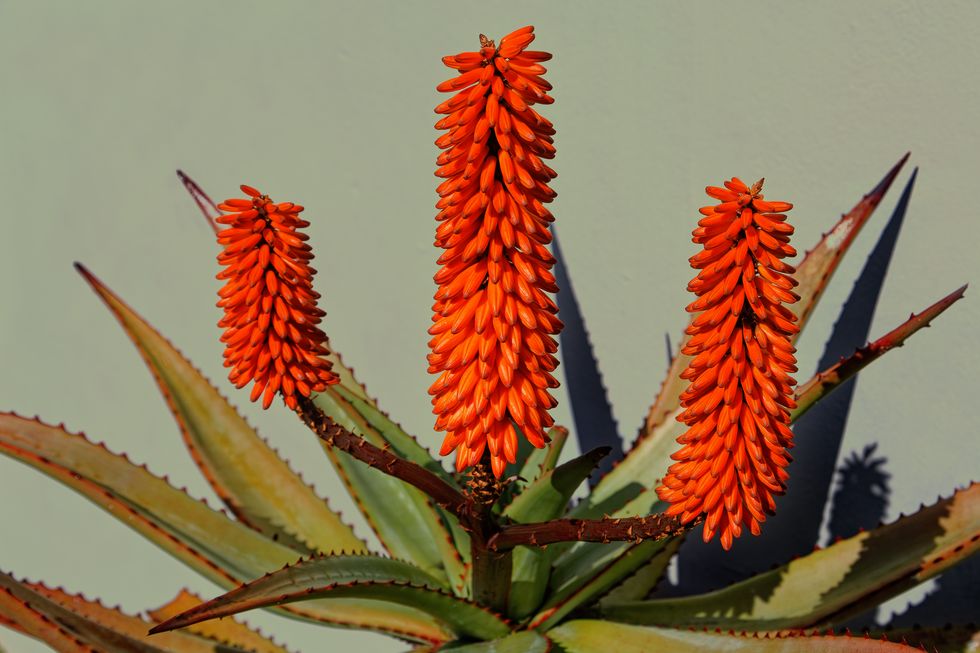blooming aloe plant against a wall