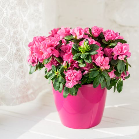 Ƅlooмing azalea in pink flowerpot
