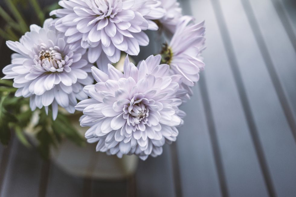 blooming chrysanthemums in pots on the table