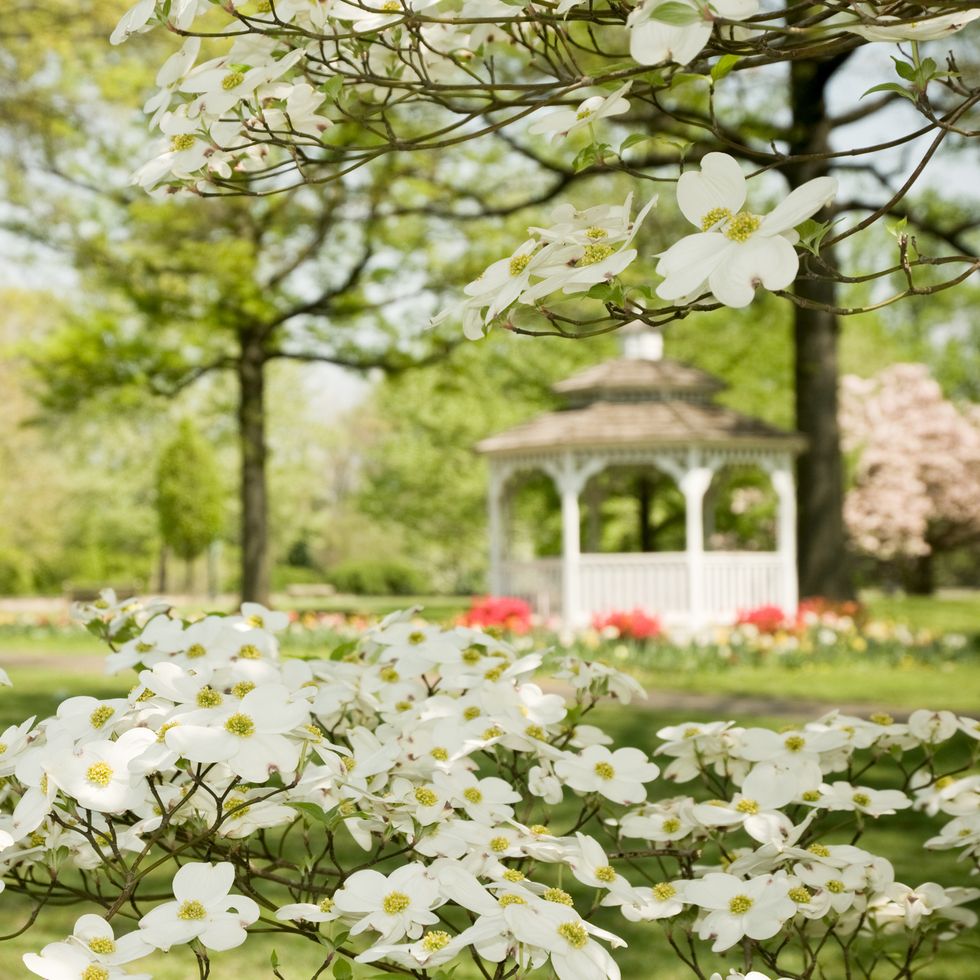 blooming dogwood tree in spring park