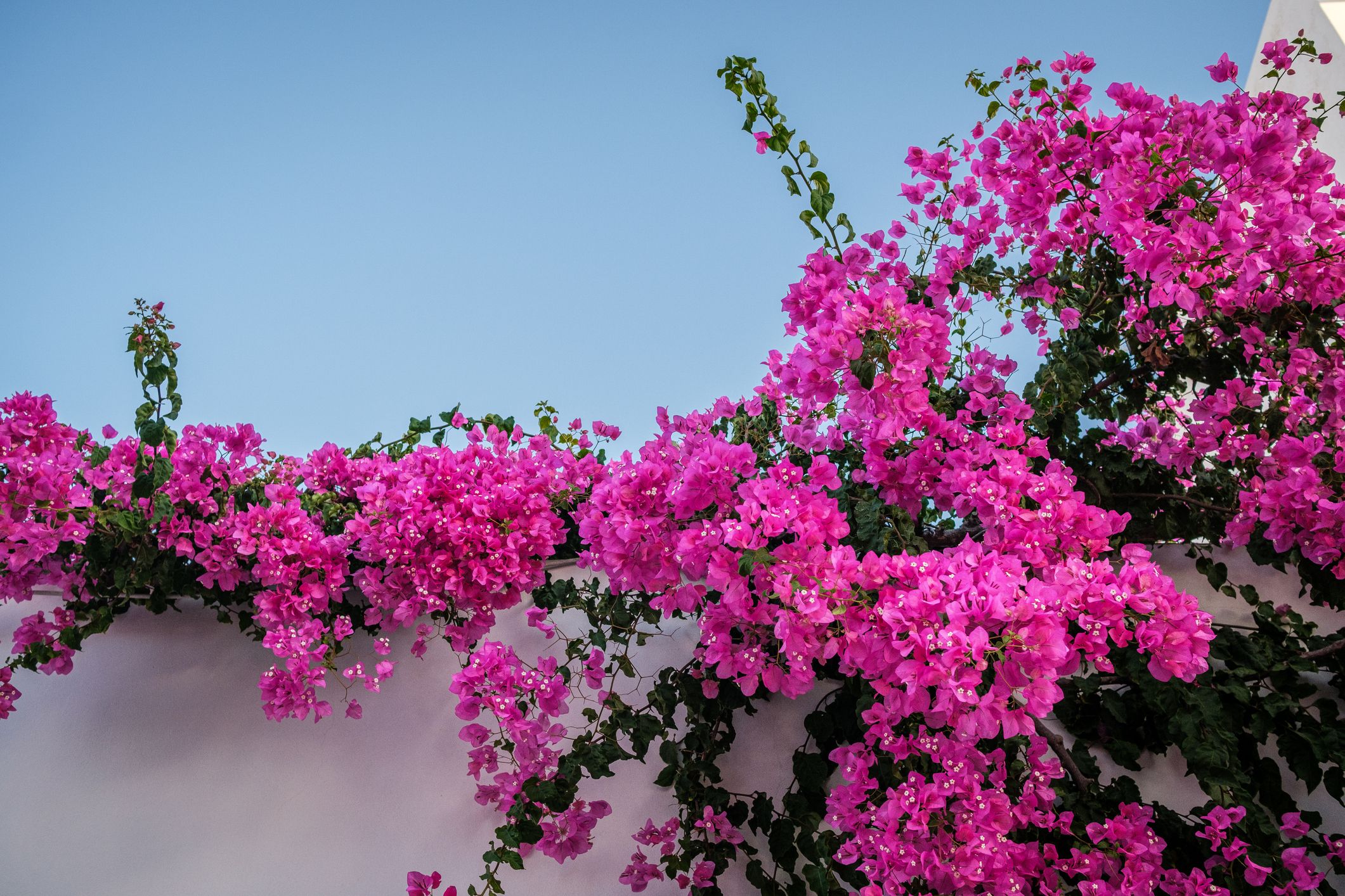 How to Grow and Care for a Bougainvillea Plant