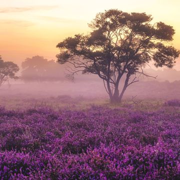 blooming heather fields, purple pink heather in bloom, blooming heater veluwe zuiderheide park
