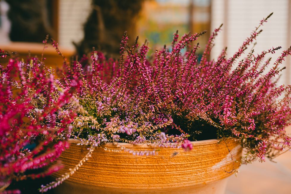 blooming heather plant in a pot