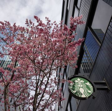 blooming kawazu zakura in front of a starbucks coffee store