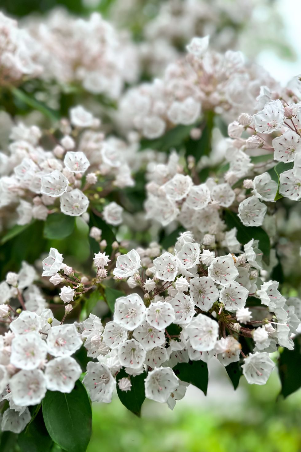 blooming mountain laurel bush in springtime