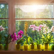 blooming phalaenopsis orchids on window