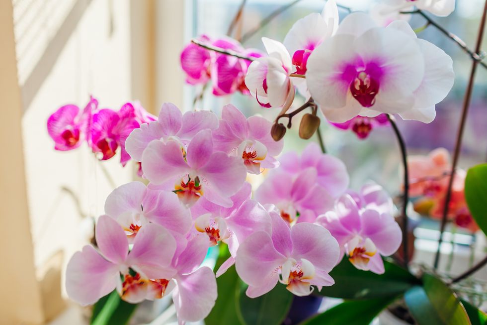 blooming phalaenopsis orchids. white, purple, pink flowers blossom on window sill. close up of house plants