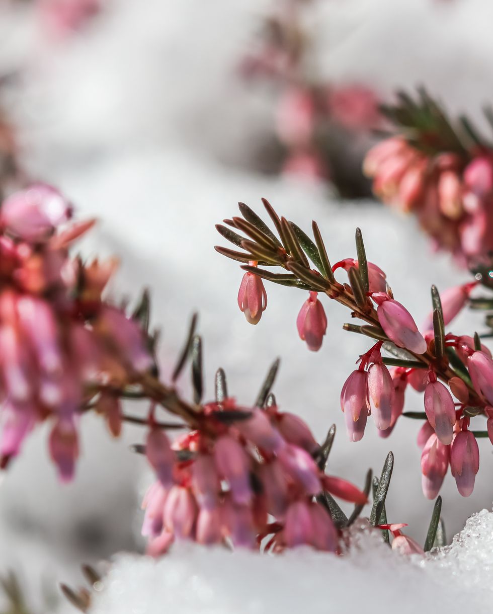 blooming pink flowers erica carnea in the snow spring background, gardening concept