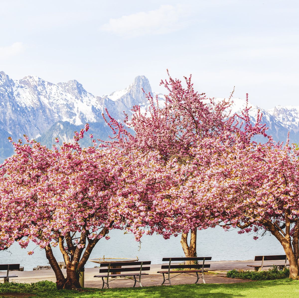 Blooming pink Japanese cherry or sakura flowers (Prunus serrulata or Kanzan) with bench near lake and  mountain