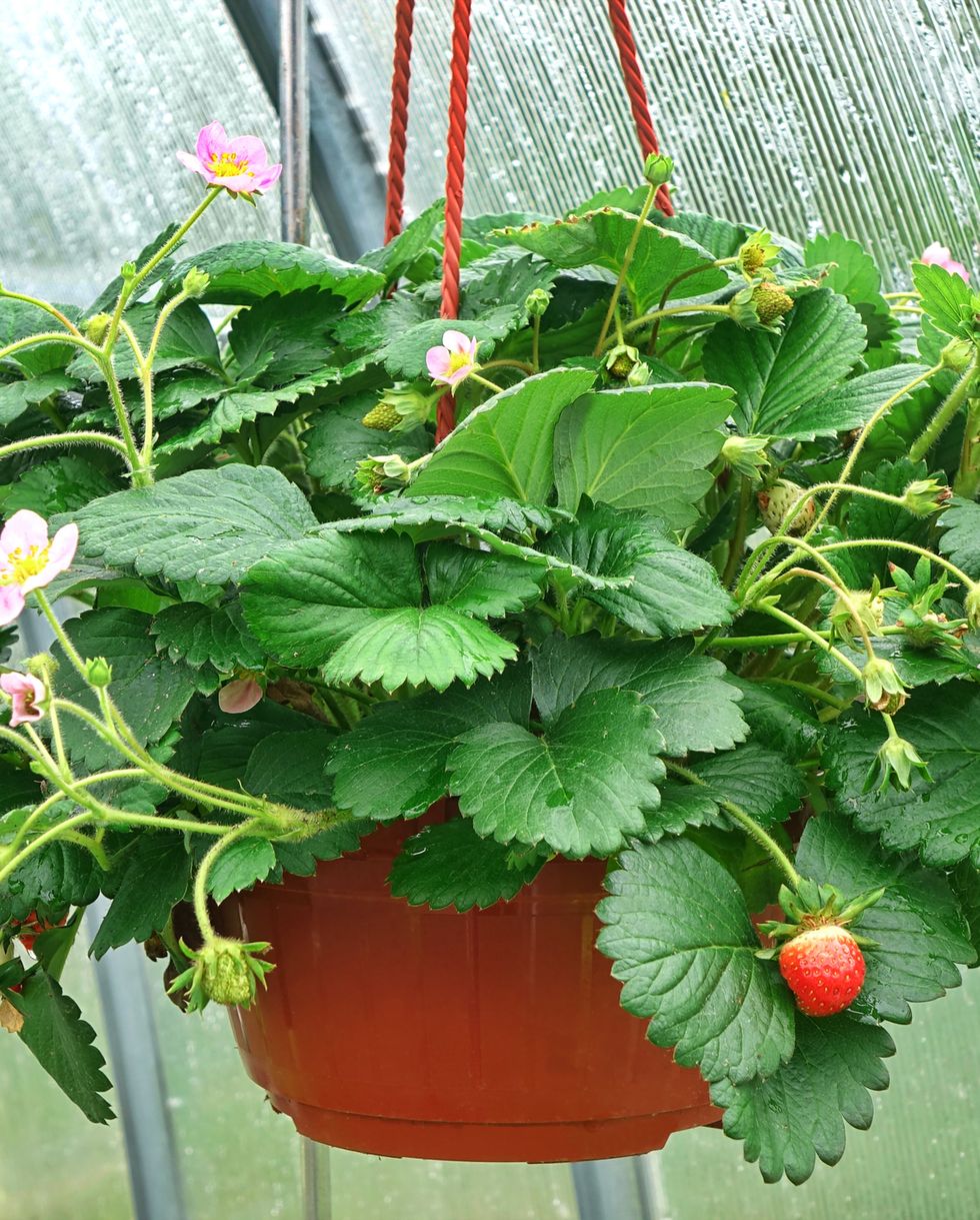 best indoor and outdoor hanging plants strawberry