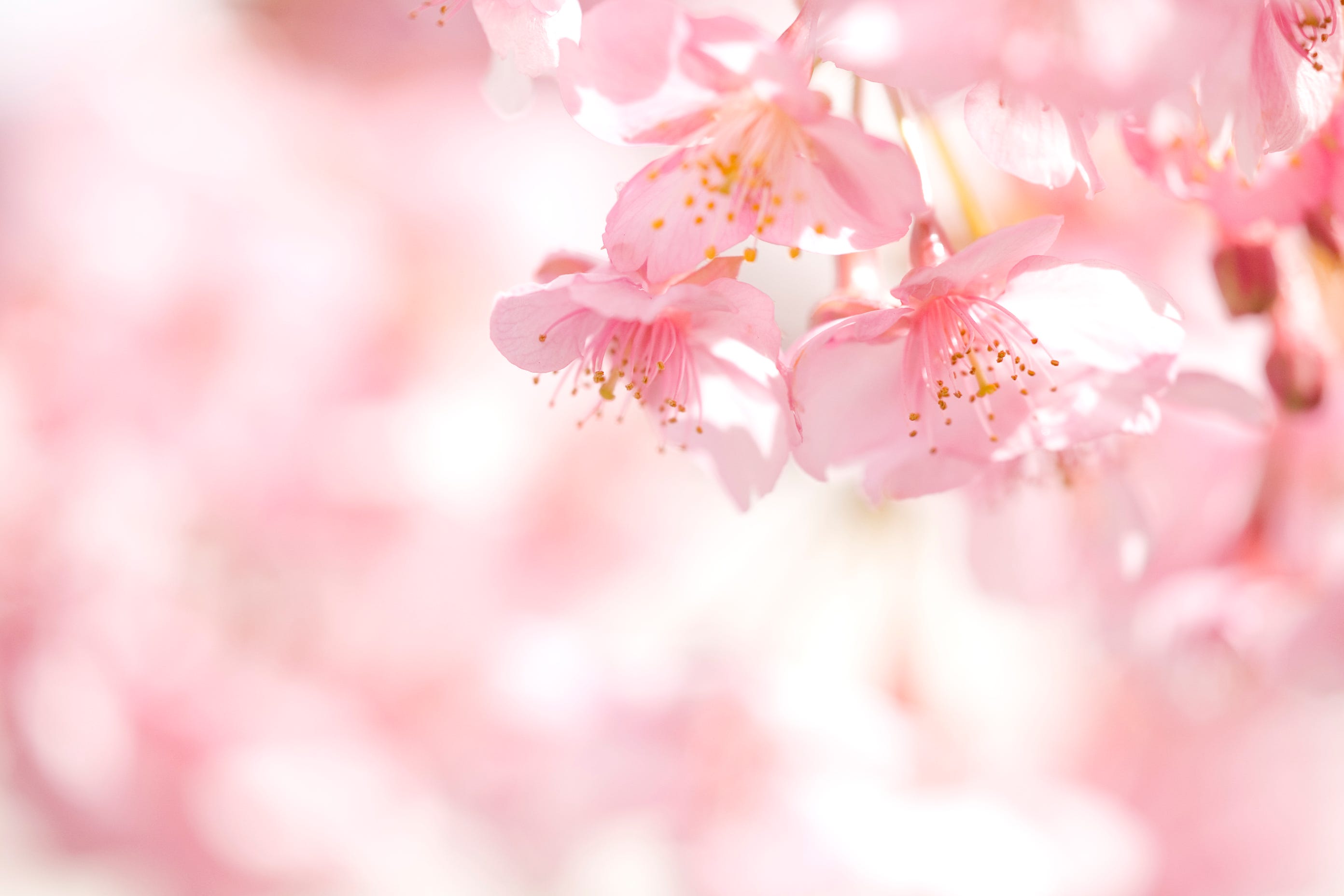 25 Cherry Blossoms Facts - Things You Didn't Know About Cherry Blossom ...