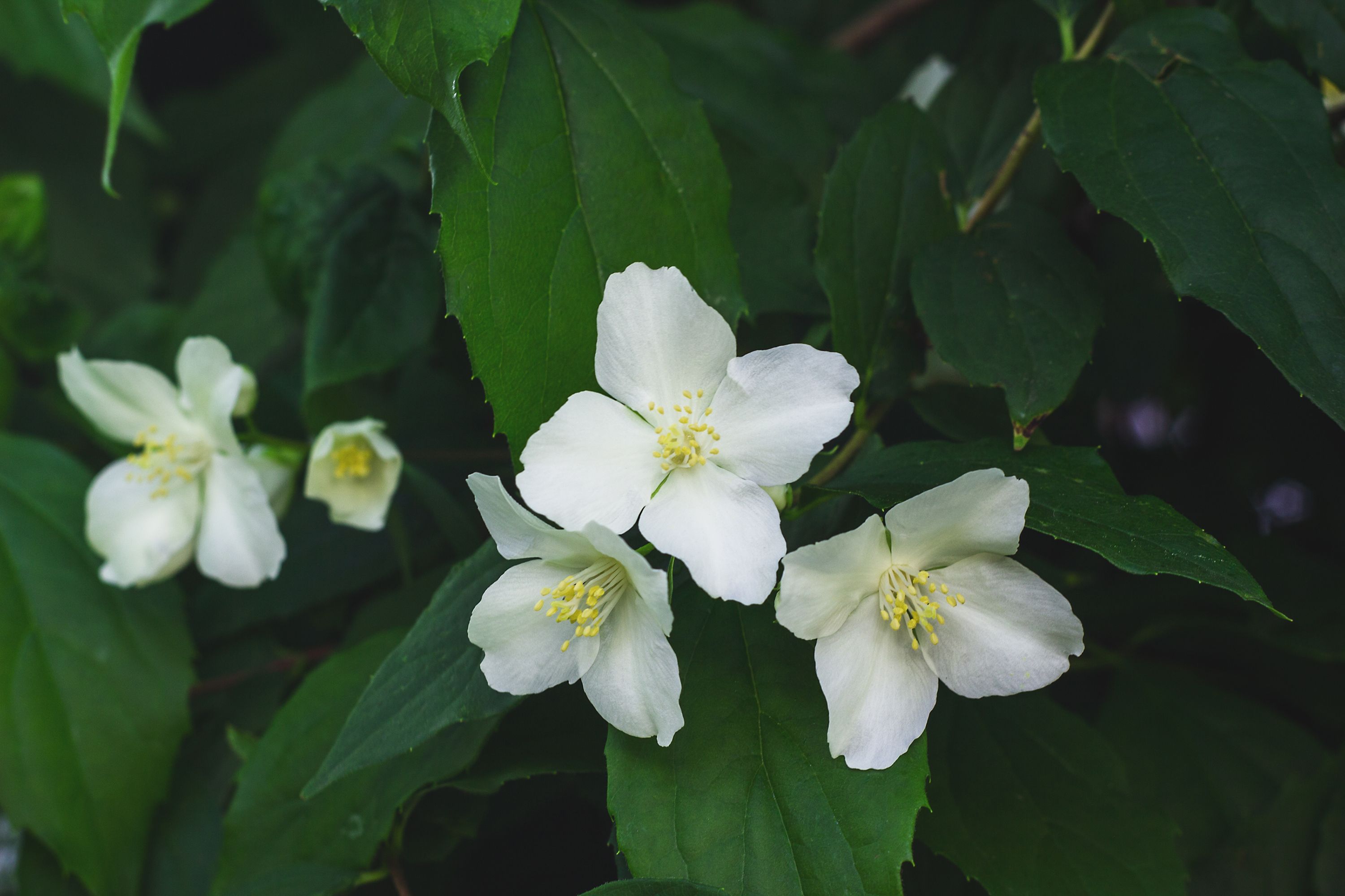 6 Garden Trends That Will Be Hot In 2024 According To Experts   Blooming Sweet Mock Orange Or Philadelphus Royalty Free Image 1701458431 