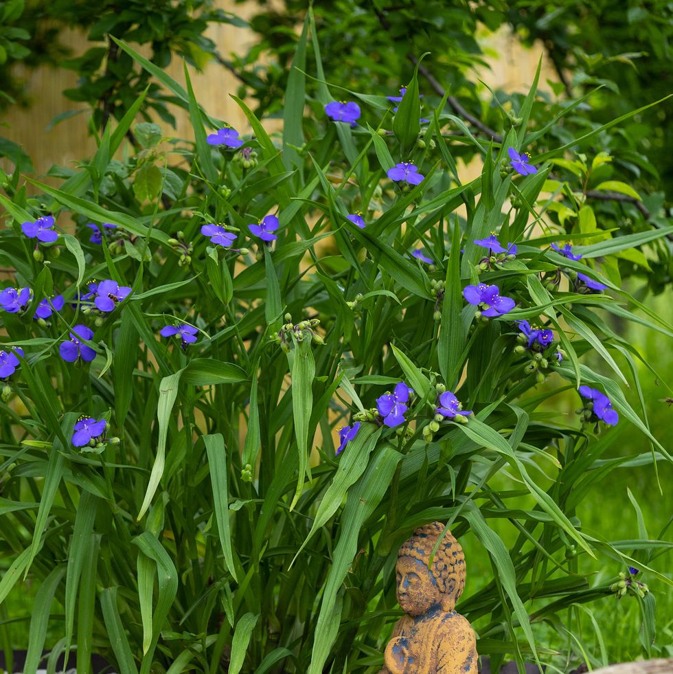 blooming tradescantia bush with purple flowers, red clay little buddha figurine under the plant. tradescantia virginiana, the virginia spiderwort in summer garden