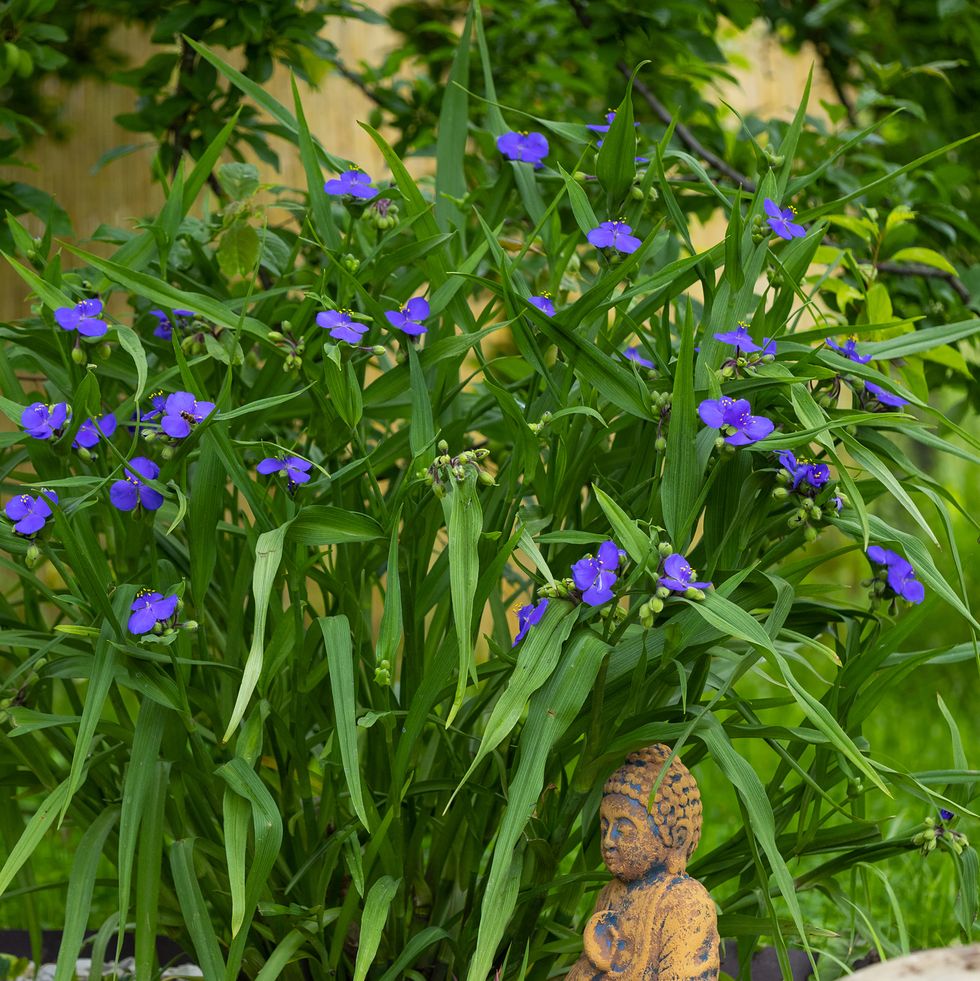 blooming tradescantia bush with purple flowers, red clay little buddha figurine under the plant. tradescantia virginiana, the virginia spiderwort in summer garden