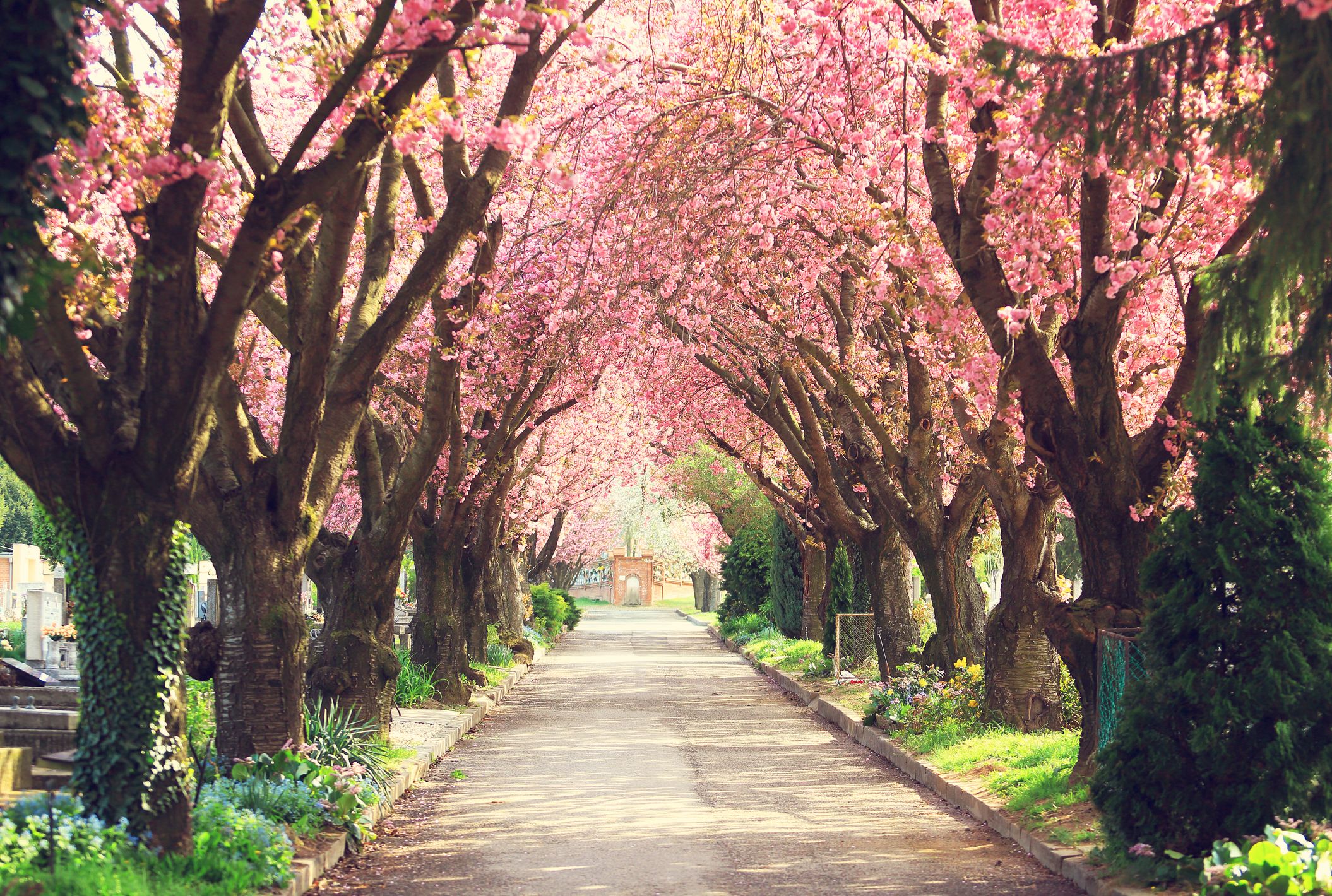Cherry Blossom Facts - 9 Things to Know About Cherry Blossom Trees
