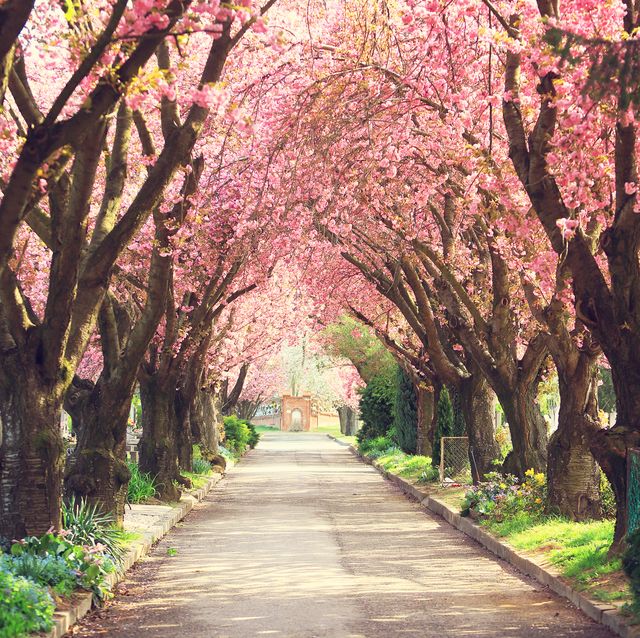 Cherry Blossom Facts - 9 Things to Know About Cherry Blossom Trees