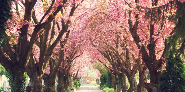 These 20 Weird Facts about Japanese Cherry Blossom Trees Will Make