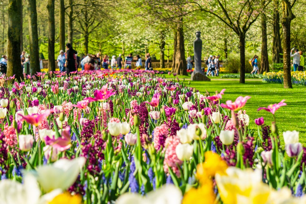 blooming tulips flowerbeds in keukenhof flower garden