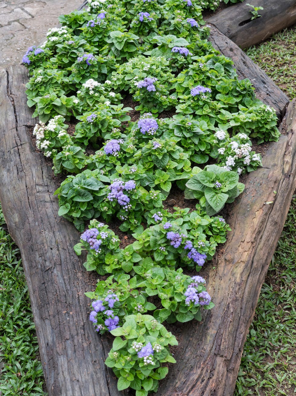 blooming violet floral in the log tray