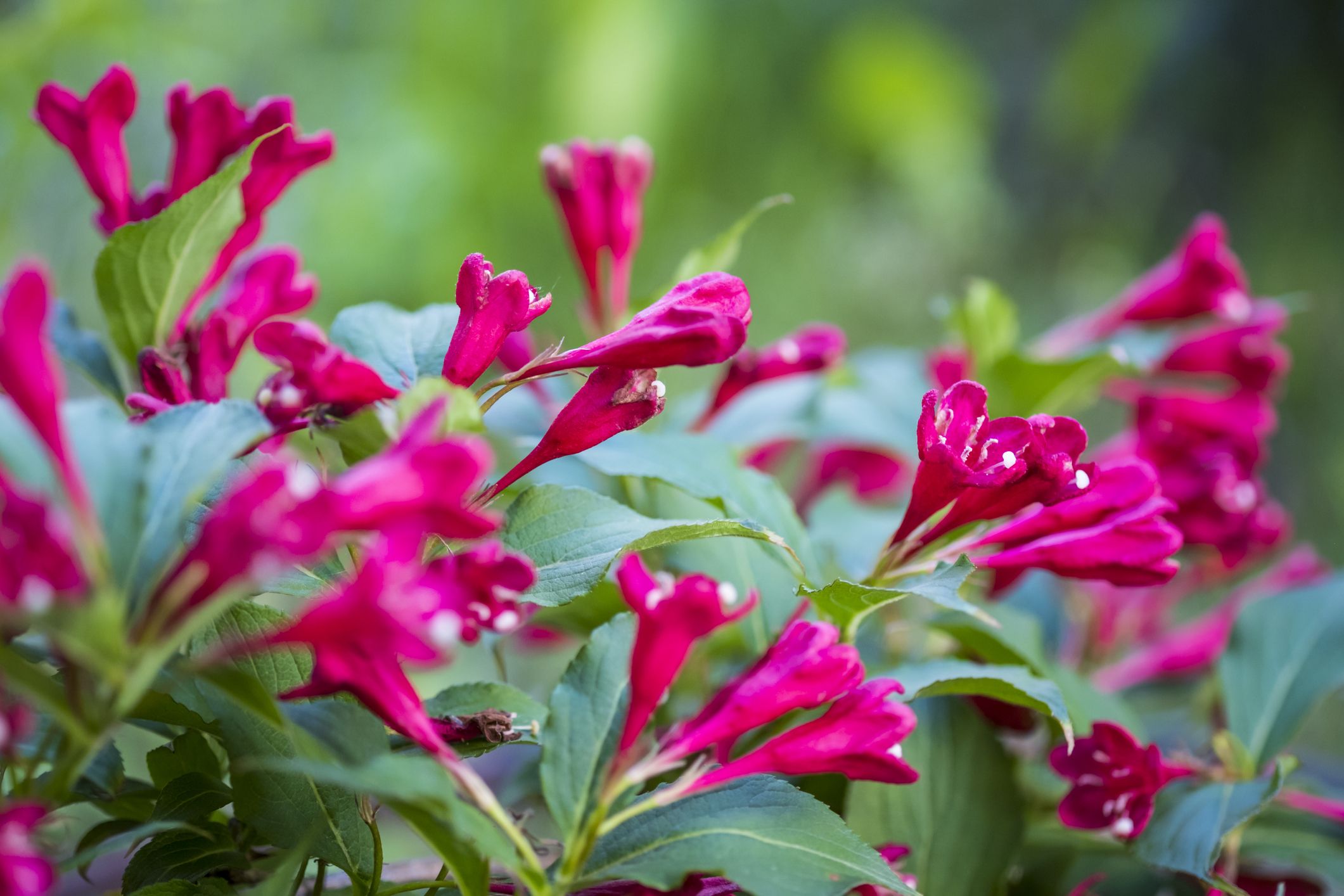 11 Best Pink Flowering Trees For Your Yard