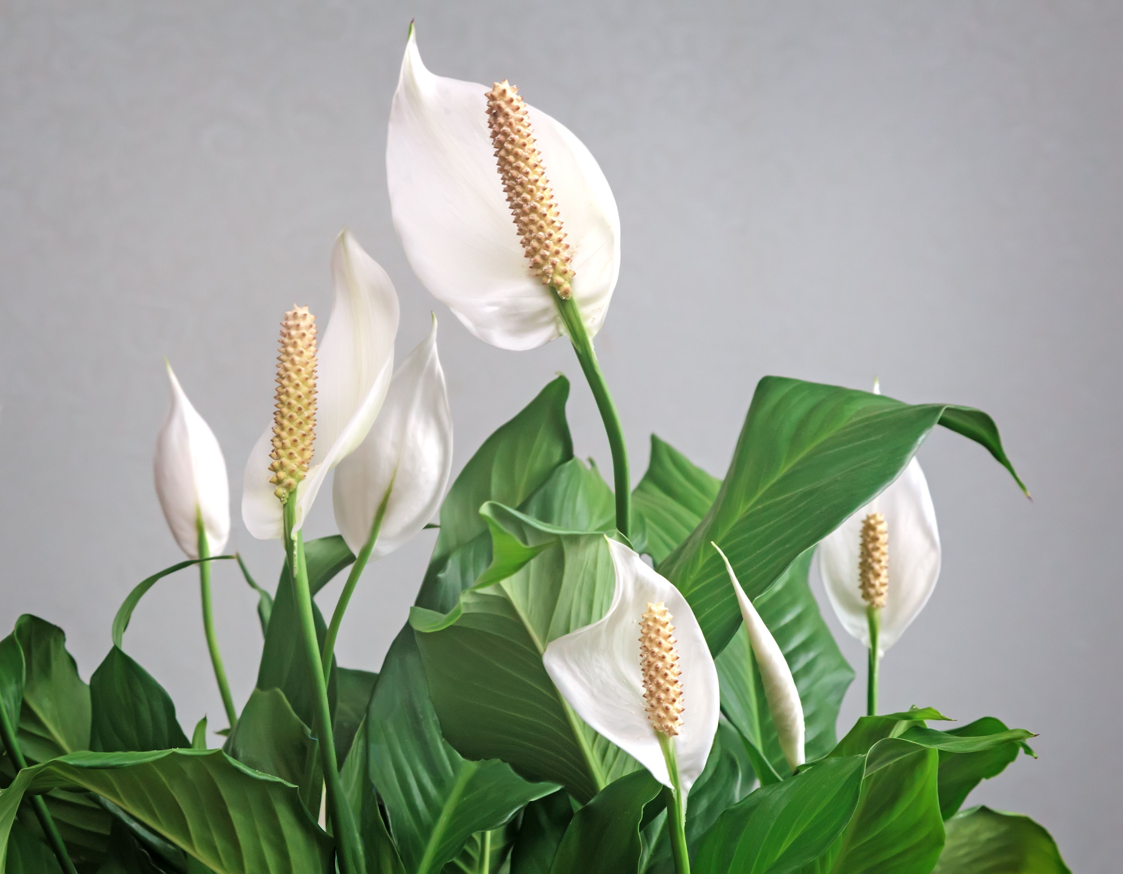 30 Stunning White Flowers to Plant in Your Garden