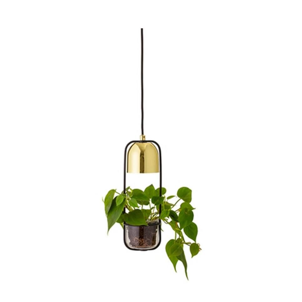 Leaf, Plant, Light fixture, Ceiling fixture, Flowerpot, Interior design, Ceiling, 