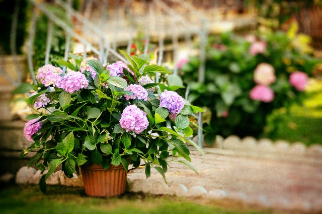Hydrangea flowers in a plant pot