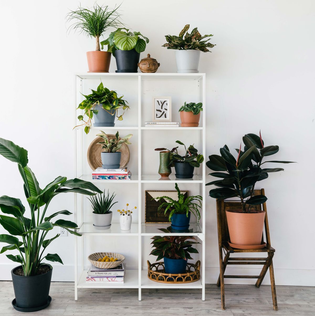 houseplants on a shelf