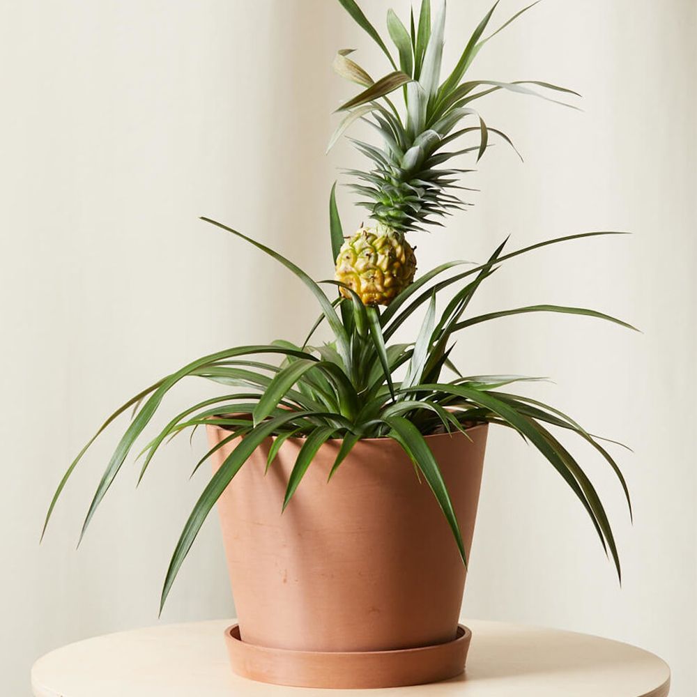 multifunctioneel Passief Chemicaliën Bloomscape's Pineapple Plant Will Add a Tropical Vibe to Any Space