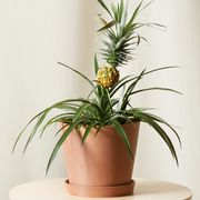 bloomscape bromeliad pineapple plant