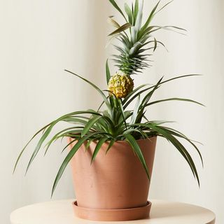 bloomscape bromeliad pineapple plant
