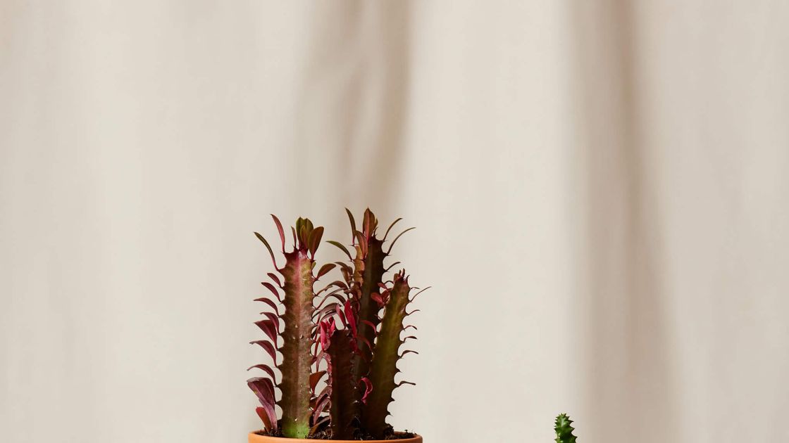 preview for Unusual Houseplants You Didn't Know Existed